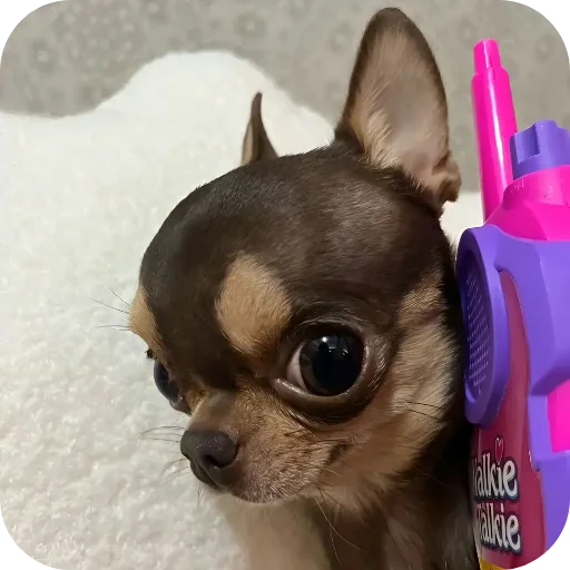 🐶 Стикер «киски и собачки» для Telegram