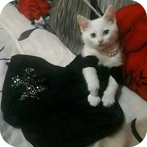 🐱 Стикер «киски и собачки» для Telegram