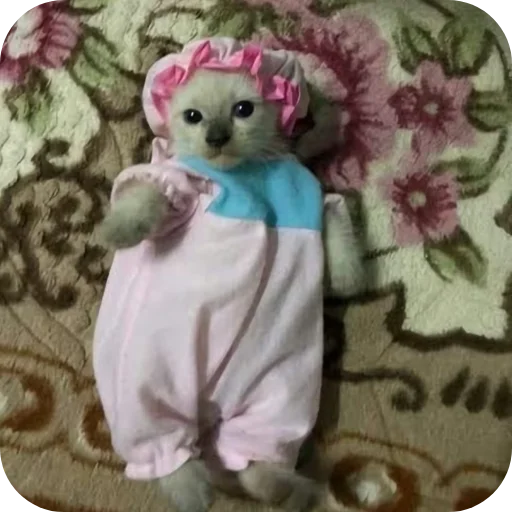 🧸 Стикер «киски и собачки» для Telegram