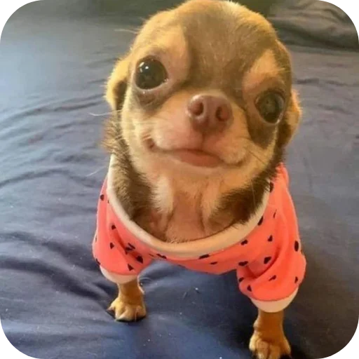 🐶 Стикер «киски и собачки» для Telegram