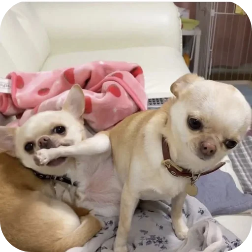 🐶 Стикер «киски и собачки» для Telegram