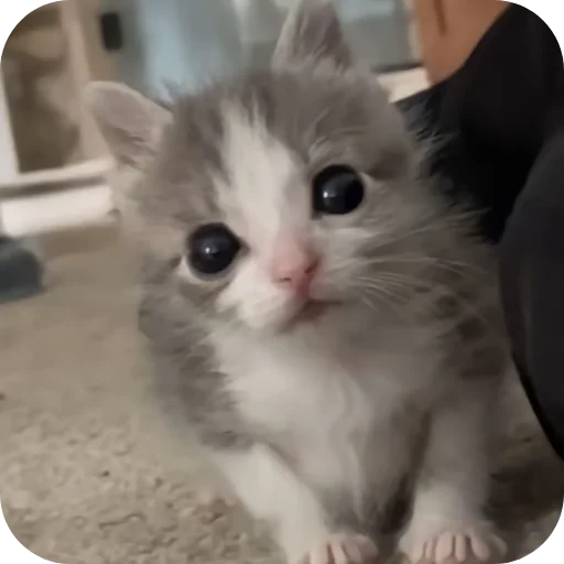 🐱 Стикер «киски и собачки» для Telegram