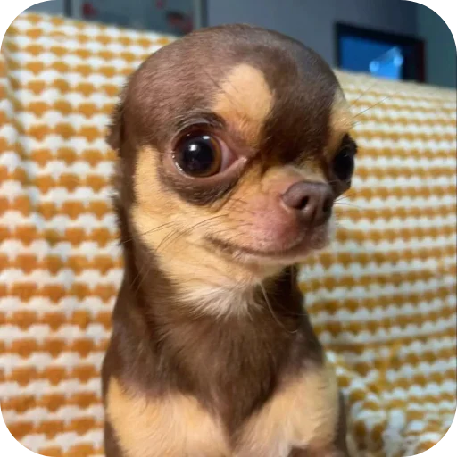 🐶 Стикер «киски и собачки» для Telegram