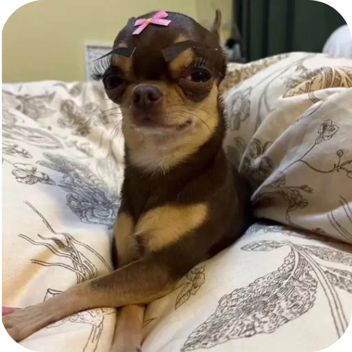 🐶 Стикер «киски и собачки» для Telegram