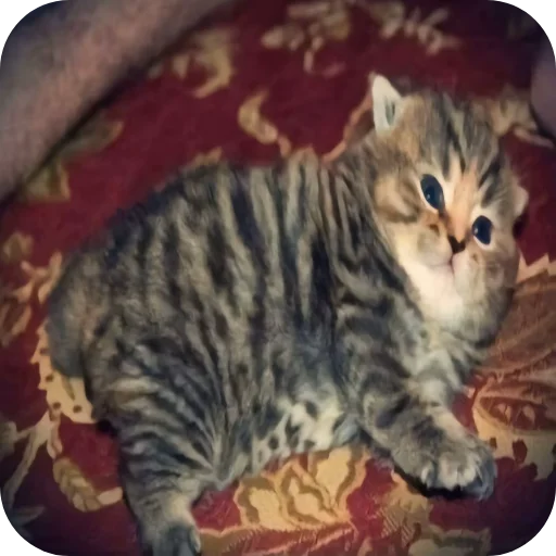 🐱 Стикер «киски и собачки» для Telegram