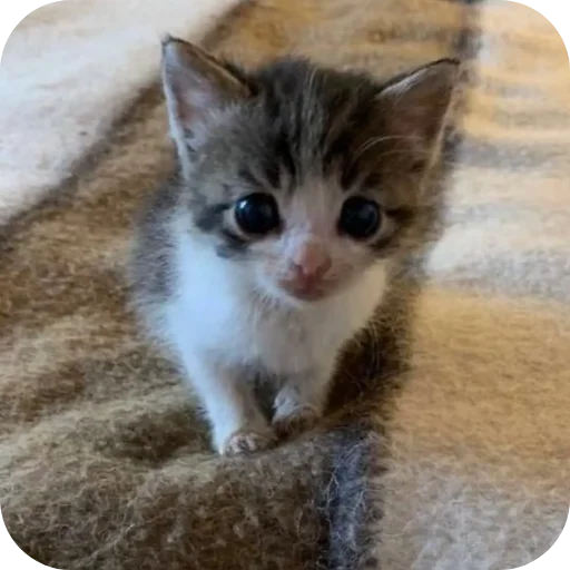 🐱 Стикер «киски и собачки» для Telegram