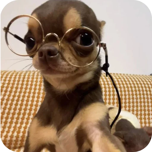 🐶 Стикер «киски и собачки» для Telegram