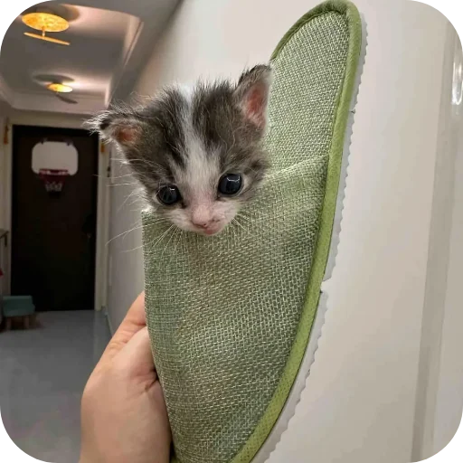🐱 Стикер «киски и собачки» для Telegram