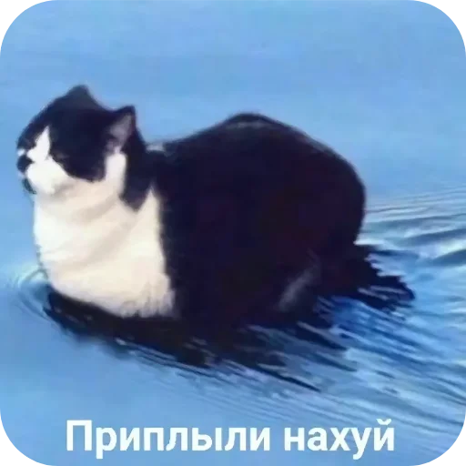👍 Стикер «киски и собачки» для Telegram