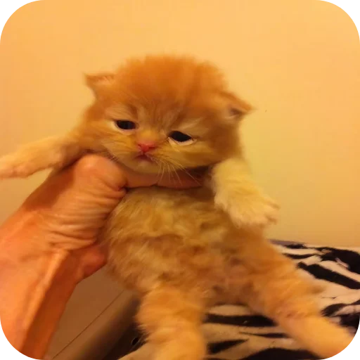 🐱 Стикер «киски и собачки» для Telegram