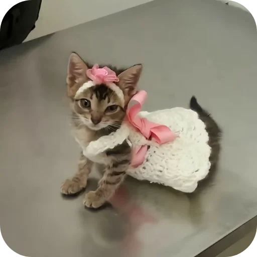 🐱 Стикер «киски и собачки» для Telegram