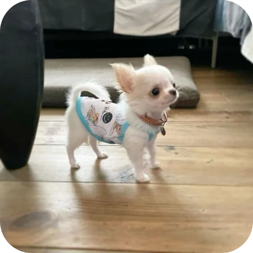 🐶 Стикер «киски и собачки» для Telegram