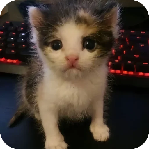 🐱 Стикер «киски и собачки» для Telegram
