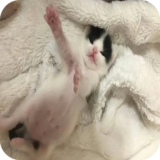 🐱 Стикер «киски и собачки» для Telegram