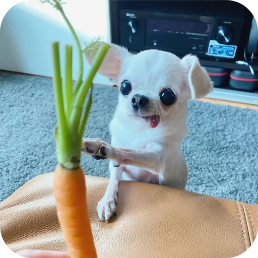 🐶 Стикер «киски и собачки» для Telegram