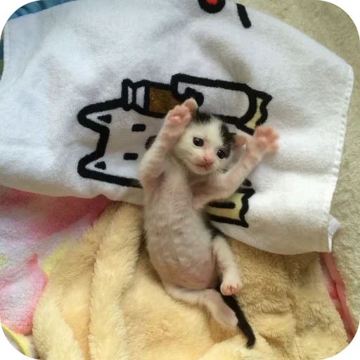 🐱 Стикер «киски и собачки» для Telegram