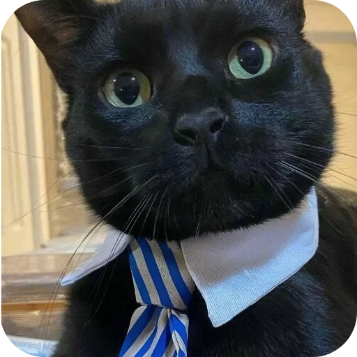 🐱 Стикер «киски и собачки» для Telegram