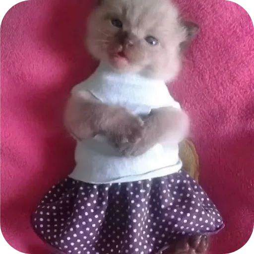 🐱 Стикер «киски и собачки» для Telegram