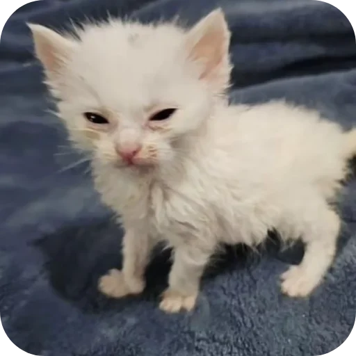 🐱 Стикер «киски и собачки» для Telegram