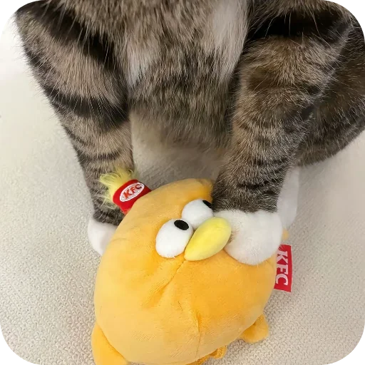 🧸 Стикер «киски и собачки» для Telegram
