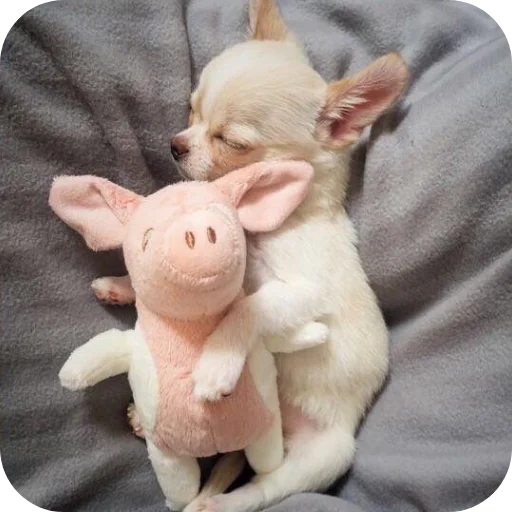 🧸 Стикер «киски и собачки» для Telegram
