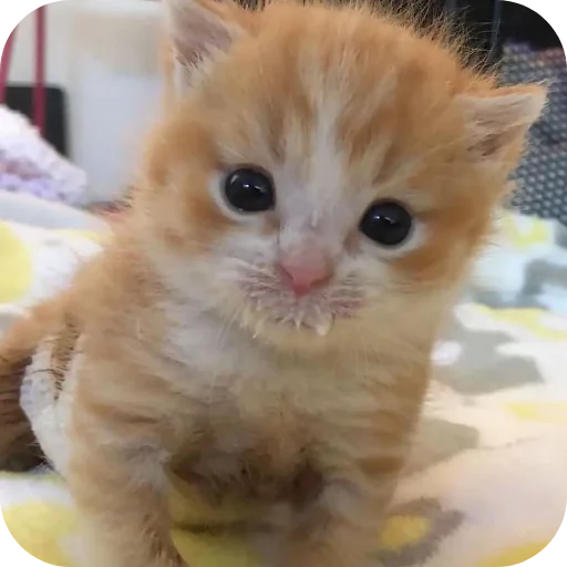 🐱 Стикер «киски и собачки» для Telegram