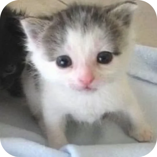 🐱 Стикер «киски и собачки» для Telegram