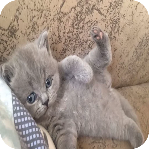 🐱 Стикер «киски и собачки» для Telegram