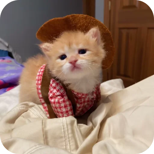 👍 Стикер «киски и собачки» для Telegram