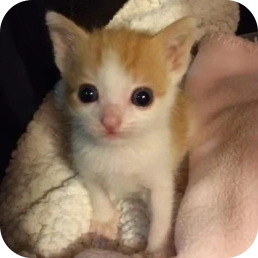 🐱 Стикер «киски и собачки» для Telegram