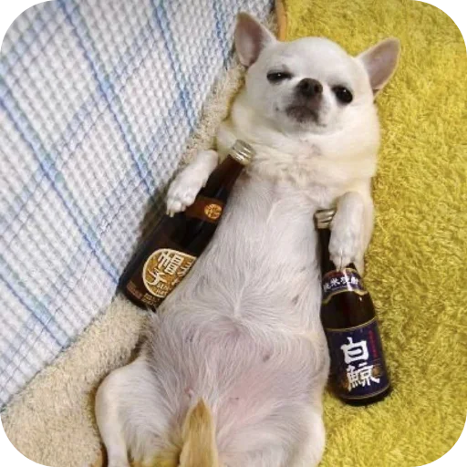 🐶 Стикер «киски и собачки» для Telegram