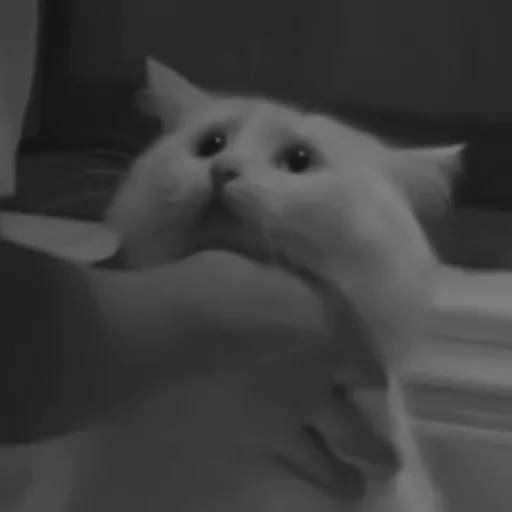 🐈‍⬛️ Стикер «котики няшки» для Telegram