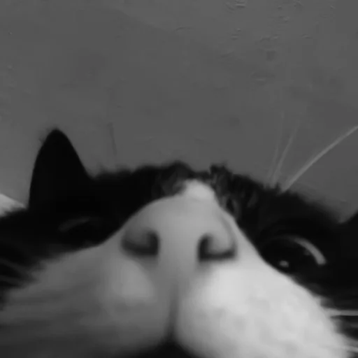 🐈‍⬛️ Стикер «котики няшки» для Telegram
