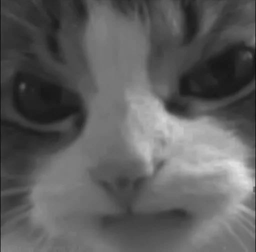 🐈‍⬛️ Стикер «котики няшки» для Telegram
