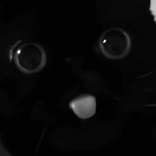 🐈‍⬛️ Стикер «котики няшки» для Telegram