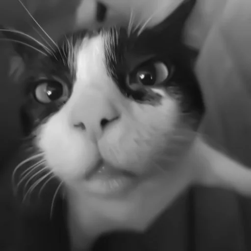 🐈‍⬛️ Стикер «котики няшки» для Telegram