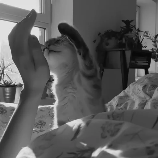 🐈‍⬛️ Стикер «котики няшки» для Telegram
