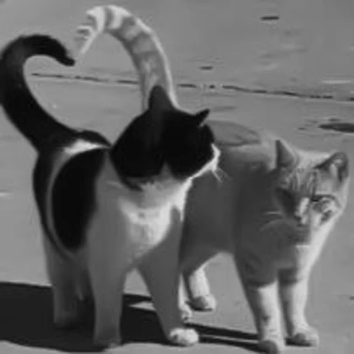 🐈‍⬛️ Стикер «котики няшки» для Telegram