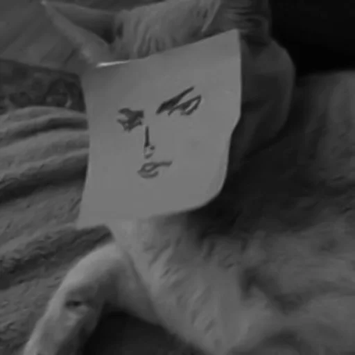🐈‍⬛️ Стикер «котики няшки» для Telegram
