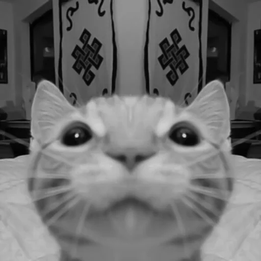 🐈‍⬛️ Стикер «котики няшки» для Telegram