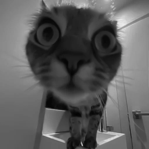 🐈‍⬛️ Стикер «котики няшки» для Telegram