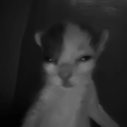 🐈‍⬛️ Стикер «котики няшки» для Telegram