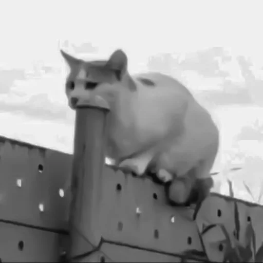 🐈‍⬛️ Стикер «котики няшки» для Telegram