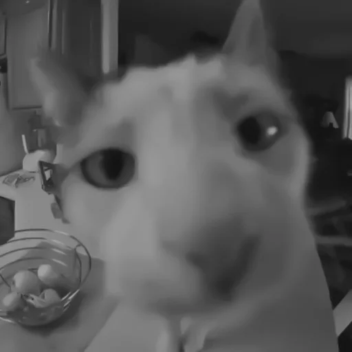 🐈‍⬛️ Стикер «котики няшки» для Telegram