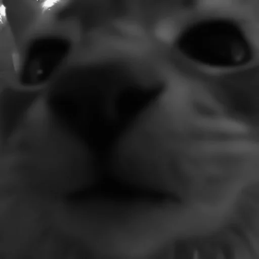 🐈‍⬛️ Стикер «котики няшки» для Telegram