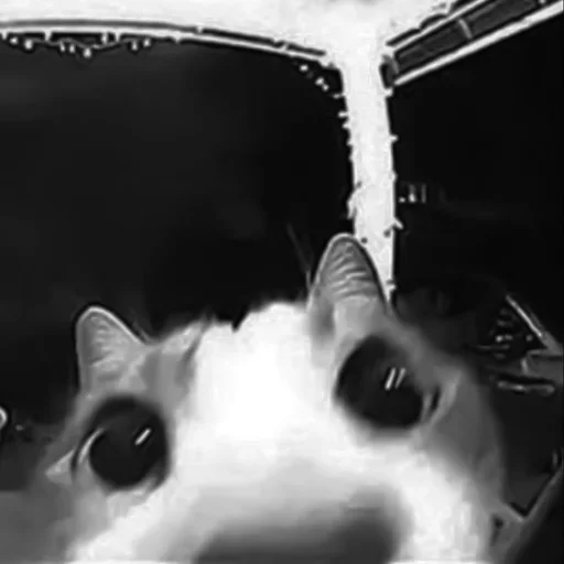 🐈‍⬛️ Стикер «котики няшки» для Telegram