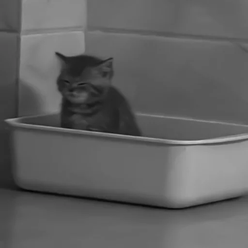 🐈‍⬛️ Стикер «котики няшки» для Telegram