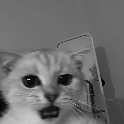 🐈‍⬛️ Стикер «котики няшки» для Telegram