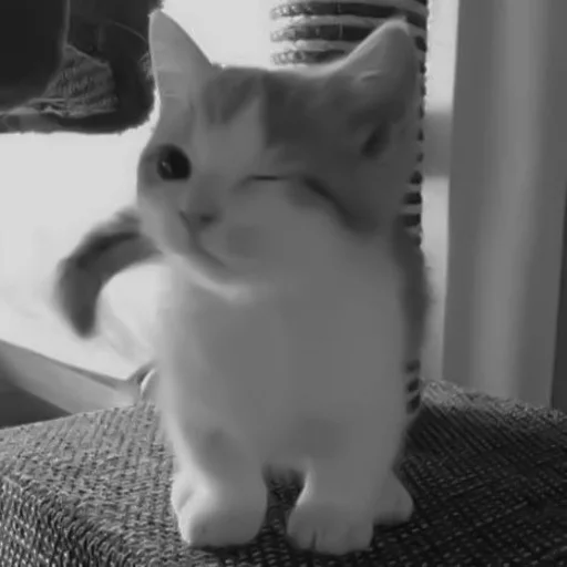 🐈‍⬛️ Стикер «котики няшки» для Telegram