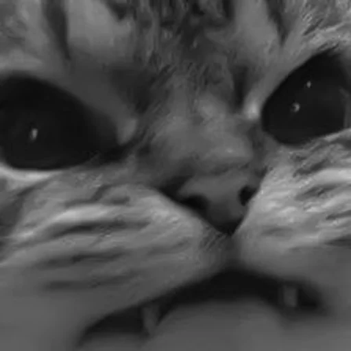 🐈‍⬛️ Стикер «котики няшки» для Telegram